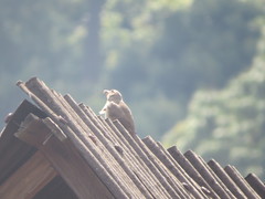 Toxostoma curvirostre