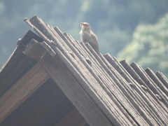 Toxostoma curvirostre
