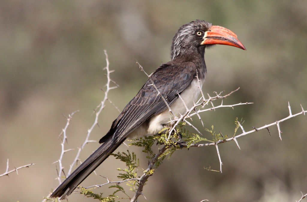 Crowned Hornbill (Lophoceros alboterminatus) photo