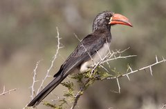 Crowned Hornbill photo 1