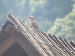 Toxostoma curvirostre