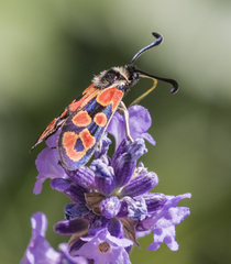 Zygaena hilaris