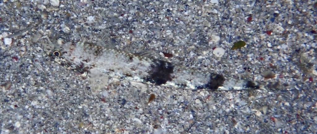 Gracile lizardfish