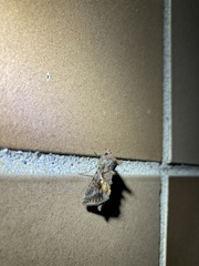 Lepidoptera