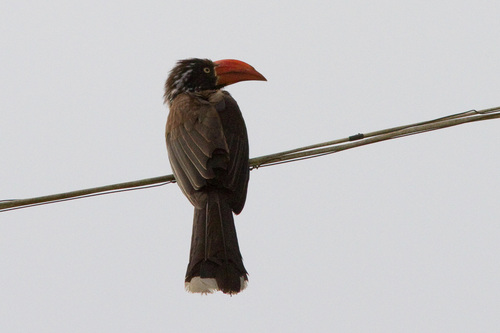 Crowned Hornbill