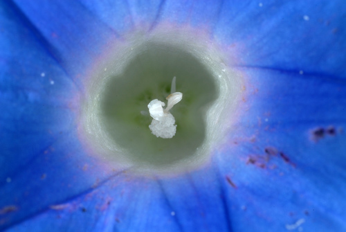 Ipomoea hederacea iNat (2)