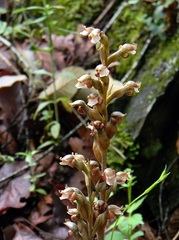Sarcoglottis schaffneri