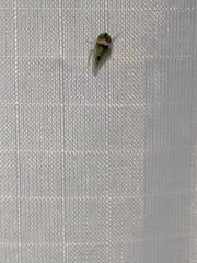 Xerophloea viridis