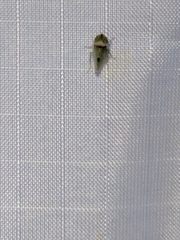 Xerophloea viridis