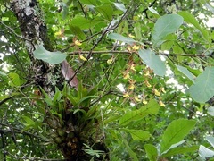 Oncidium brachyandrum