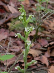 Sarcoglottis schaffneri