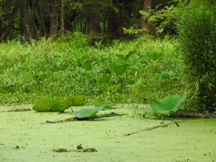 Nelumbo lutea
