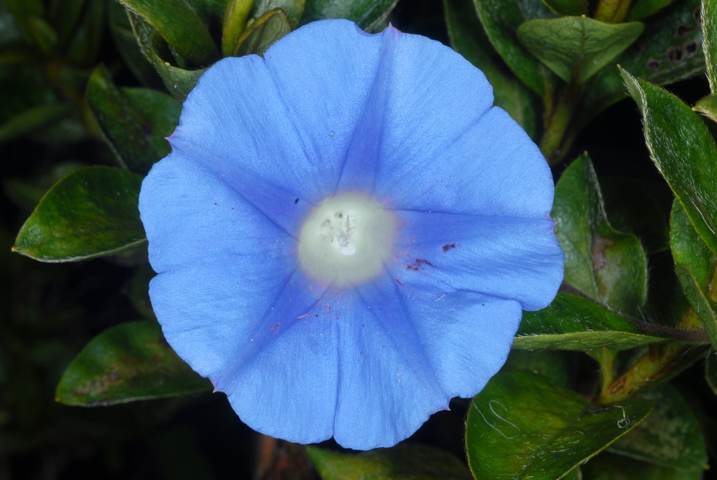 Ivy-leaved morning glory