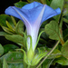 Ivy-leaved Morning-Glory - Photo (c) Douglas Goldman, some rights reserved (CC BY-SA), uploaded by Douglas Goldman