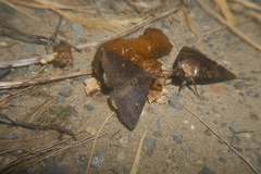 Hypersypnoides submarginata