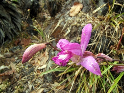 Orquídea Morada Terrestre (Bletia jucunda) · iNaturalist Ecuador