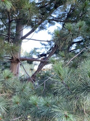 Nucifraga caryocatactes