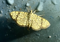 Haritalodes polycymalis