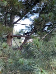 Nucifraga caryocatactes