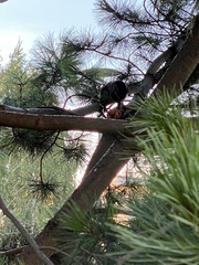 Nucifraga caryocatactes