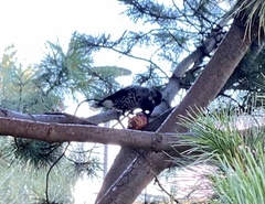 Nucifraga caryocatactes