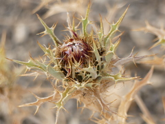Carlina lanata