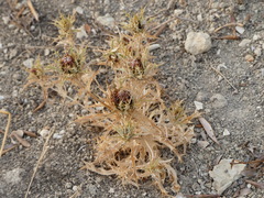 Carlina lanata