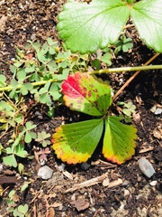 Diplocarpon fragariae