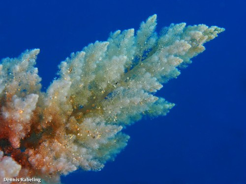 Asparagopsis taxiformis