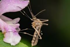 Aedes japonicus