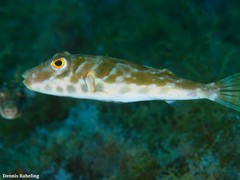 Sphoeroides marmoratus