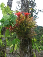 Guzmania lingulata