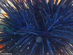 Diadema africanum