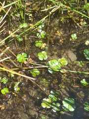 Marsilea mollis