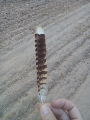 Plume de Engoulevent à collier roux