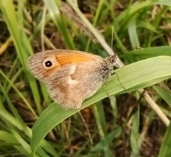 Coenonympha pamphilus