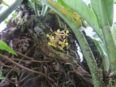 Epidendrum musciferum