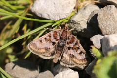 Metaxmeste schrankiana