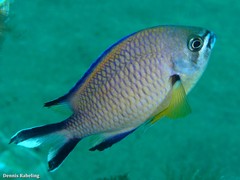 Chromis limbata