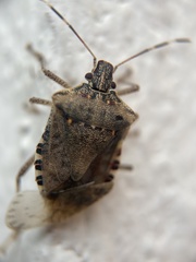 Halyomorpha halys