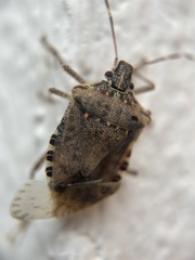 Halyomorpha halys