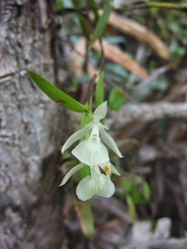 Epidendrum jejunum Rchb.f.