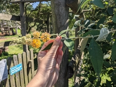 Buddleja weyeriana