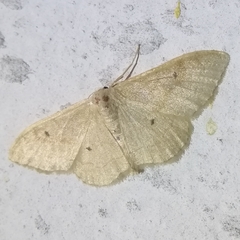 Idaea rubraria