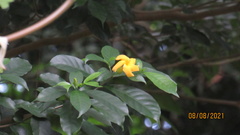 Tabernaemontana grandiflora