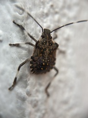 Halyomorpha halys