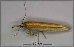 Orocrambus angustipennis