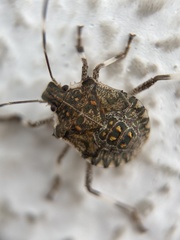 Halyomorpha halys