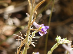 Delphinium halteratum