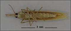 Orocrambus angustipennis